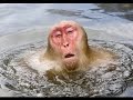 Discovery channel animals documentaries  wild japan snow monkeys  nature documentary animal planet