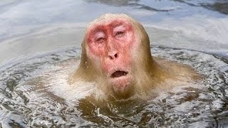 Discovery channel animals documentaries - Wild japan snow monkeys - Nature documentary Animal planet Discovery channel animals documentaries - Wild japan snow monkeys - Nature documentary Animal planet