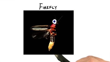 Firefly - Interactive 3D Graphics