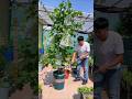 Since using #fishproteinfertilizer, my plants have #plantingtips #highqualityagriculturalproducts