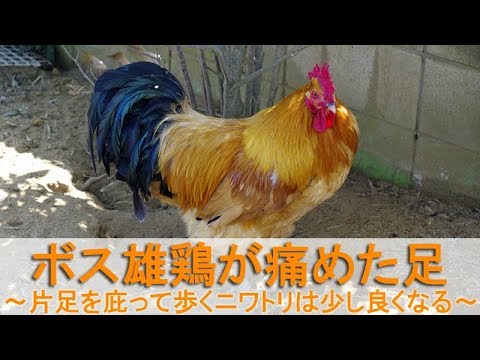 ボス雄鶏が痛めた足～片足を庇って歩くニワトリは少し良くなる～