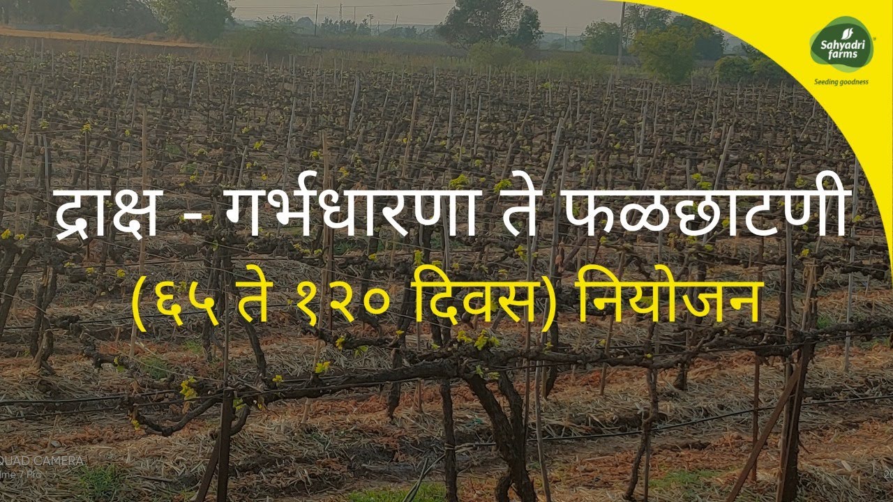 द्राक्ष गर्भधारणा ते फळछाटणी (६५ ते १२० दिवस) नियोजन - Grape Pruning Part -3 (65 Days to  130 Days)
