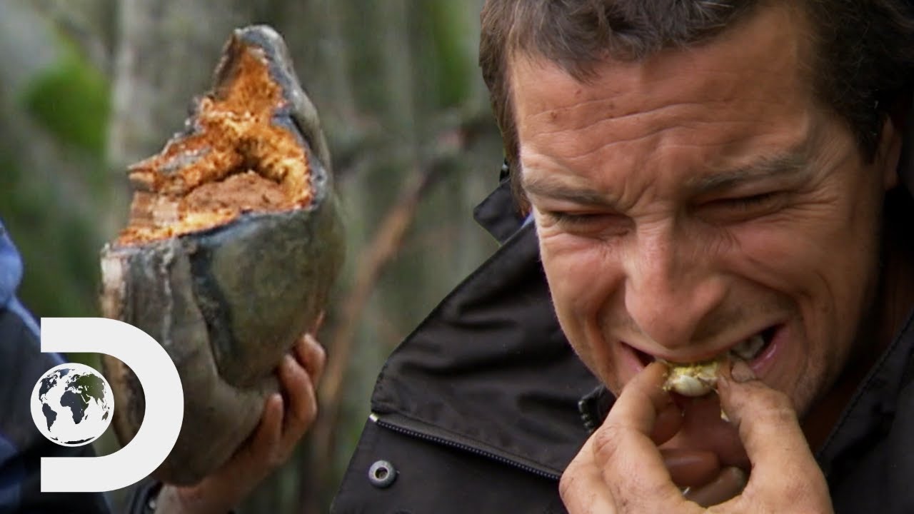 Bear Grylls cocina huevo de pájaro en un hongo yesquero A prueba de todo Discovery Bear Grylls cocina huevo de pájaro en un hongo yesquero A prueba de todo Discovery