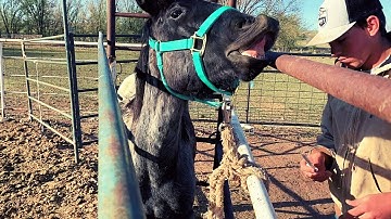 TAMING A UNTOUCHED Horse! (The Simplest Way!) First Touch To First Haltering!