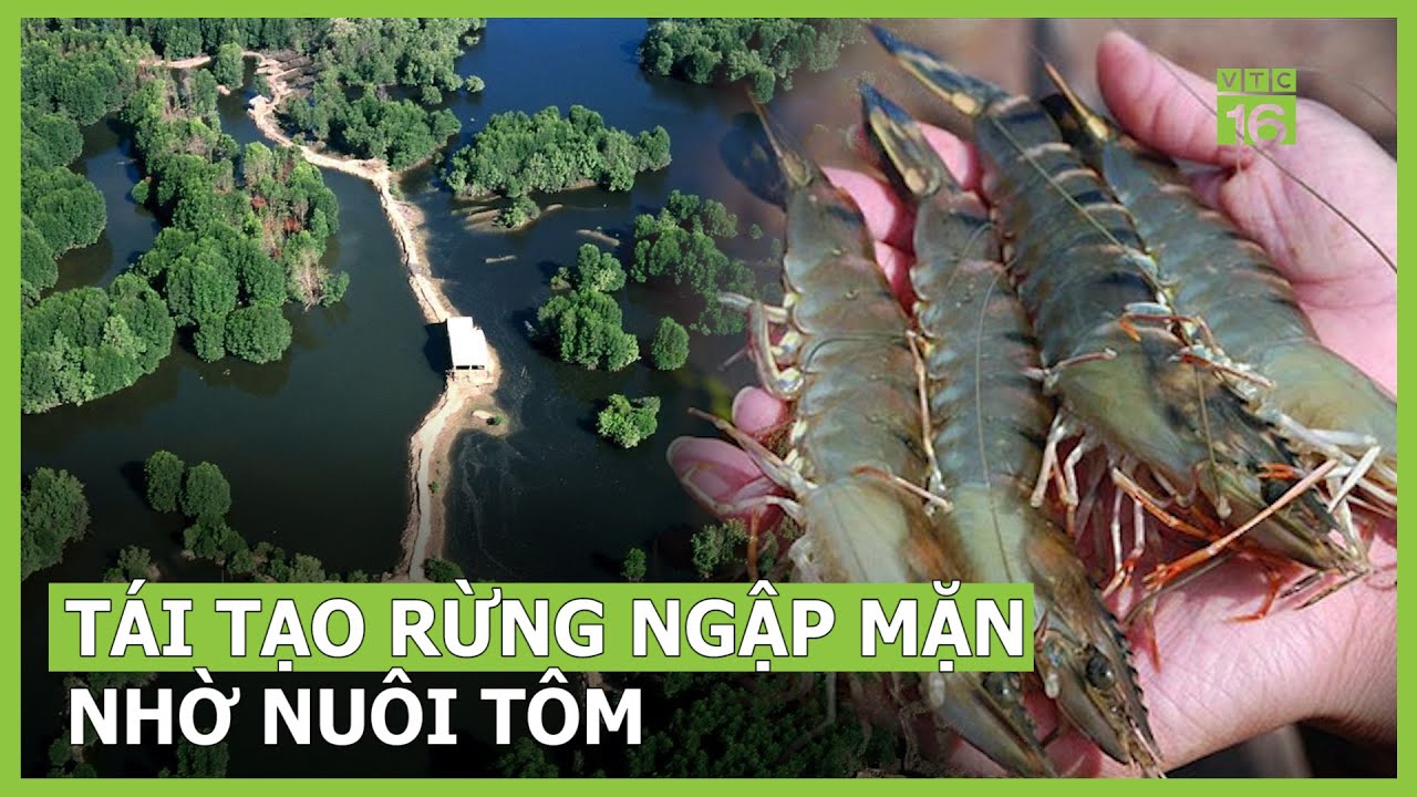 Tái tạo rừng ngập mặn nhờ nuôi tôm | VTC16 - YouTube