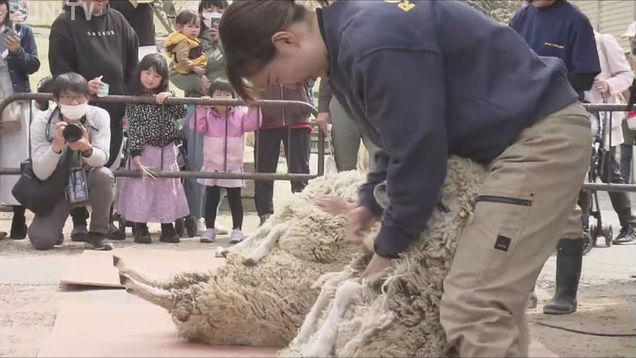 「小さくなってびっくり」六甲山牧場でヒツジの毛刈り