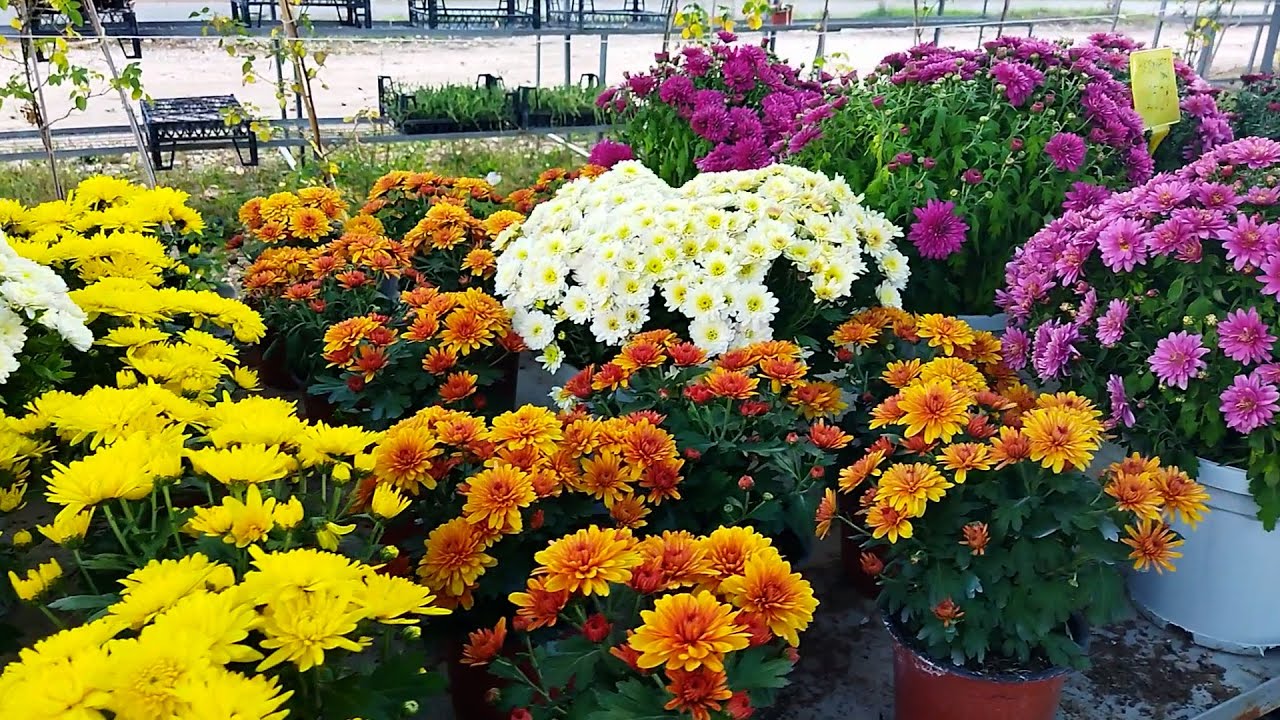 Fidancıları Gezdik