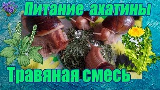Гигантская африканская улитка ахатина (Achatina immaculata )Питание зимой. Травяная смесь Гигантская африканская улитка ахатина (Achatina immaculata )Питание зимой. Травяная смесь