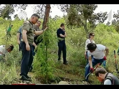 გამწვანების მასშტაბური ღონისძიება კუს ტბის მიმდებარე ტერიტორიაზე