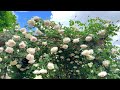 【4K】京成バラ園(千葉県)2024年5月2日の開花状況 May 2, 2024 Early blooming roses Japanese rose garden