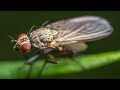 Relaxing 24 Minutes of POV Macro Photography