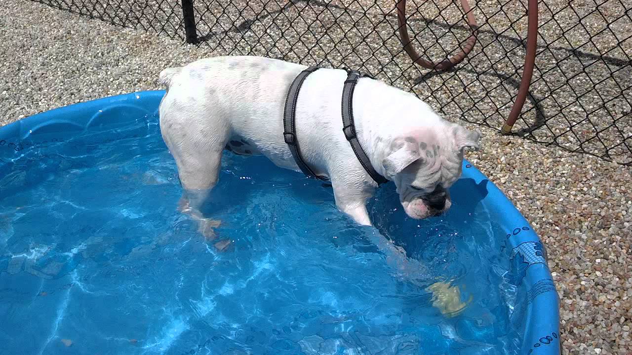 Must... Get... Ball - YouTube