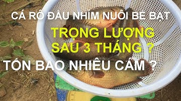 Cá rô đầu nhím sau 3 tháng nuôi trên bể lót bạt cá có lớn không | Đó đây TN
