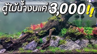 งบแค่ 3,000 จัดตู้ไม้น้ำได้จริงหรือ!? | Nature : Easy scape Easy plant !