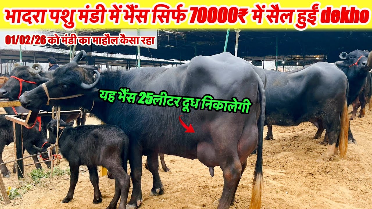 भादरा पशु मंडी से सिर्फ़ 70000₹ में भैंस सैल हुई देखिये 01/02/26 को मंडी का माहौल~भादरा News 