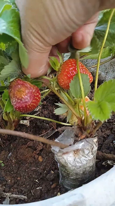 petik Strawberry di kebun halaman rumah#hobbyberkebun #kebundihalamanrumah #belajarberkebun