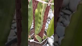 E1 Dragon Fruit Experiment