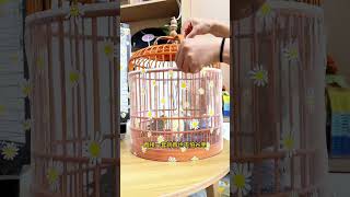 June 2, Cute Lovebirds New Bird House Parrot Nest SetupBeautiful Lovebird Cage Decor #parrot #pets