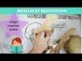 know muscles of mastication fast and easy!