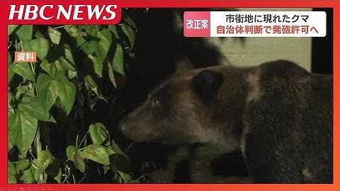 市街地に出没したクマは自治体判断で発砲許可へ…「大きな前進」と猟銃所持の許可取り消されたハンター、国は秋までに改正法の施行目指す