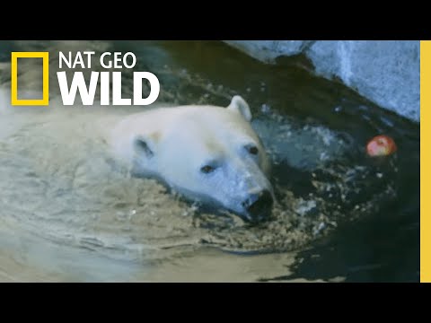 Examining a Polar Bear with a Limp | Arctic Vets