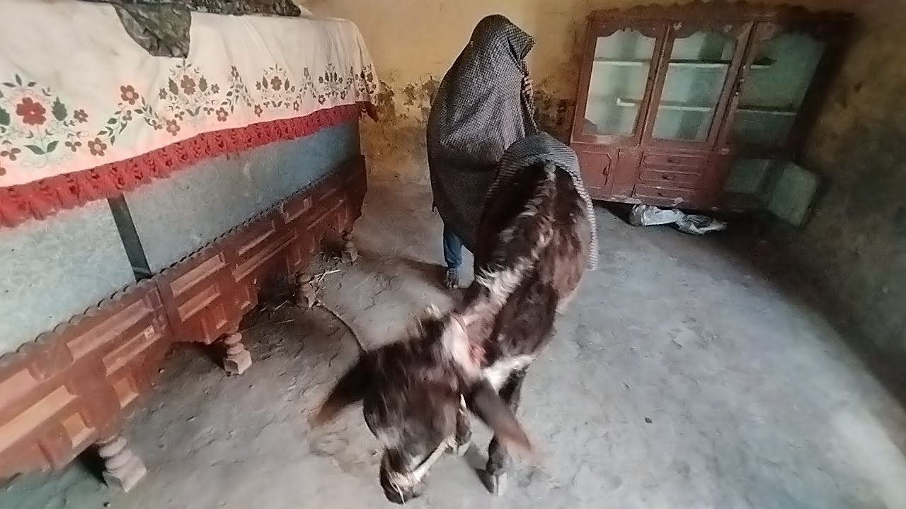 Indoor Fun – A Boy and His Cow Sharing Sweet Moments 🐄😊