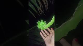 Dragon ফল Fruit Fruit Farming