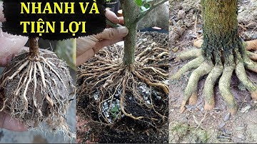 Cách mà nghệ nhân làm để có bộ rễ cực đẹp