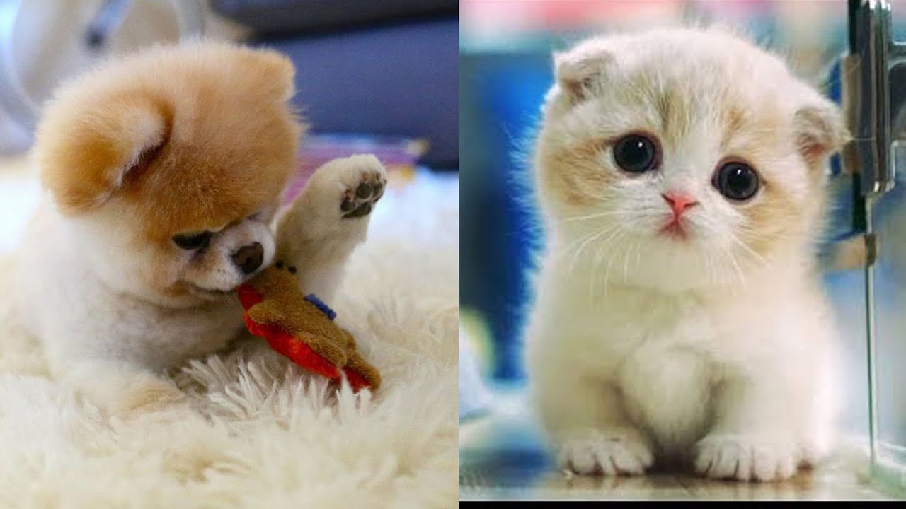 💗 Aww – Funny and Cute Pets Videos Compilation💗 #6 – Pet's Land