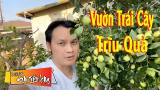 Mê Mẩn Với Vườn Trái Cây Trĩu Quả Của Kim Tiểu Long Tại MỸ