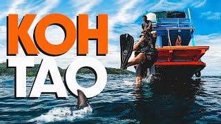 DISASTER STRIKES ON KOH TAO 🇹🇭 (Scuba Diving Fail)