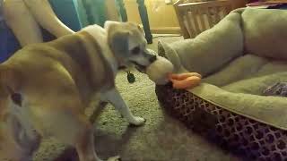 Lucy playing with her stuffed chicken! Saturday August 13th 2022