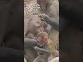 trikut pahad ka funny chota baby monkey ❤️❤️🐵🐵 #funny #monkey #baby #animals 2026