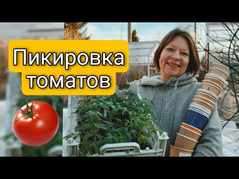 Как правильно пикировать томаты, все тонкости и нюансы  Когда и как нужно пикировать рассаду