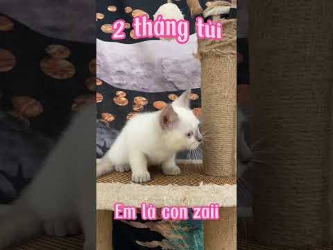 Video Màu Hyma siêu cưng luôn ???????? - youtube