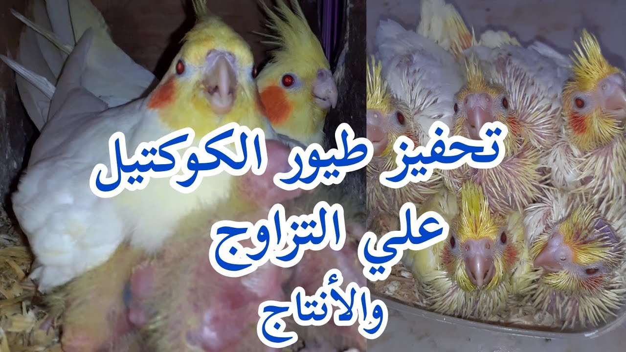 تحفيز الكوكتيل علي التزاوج