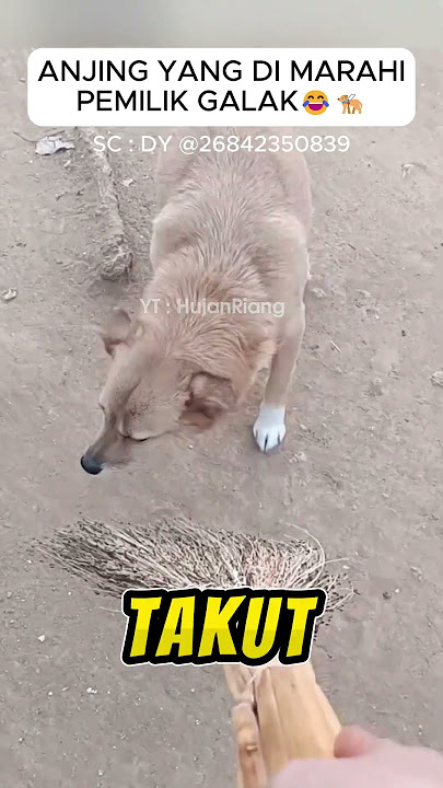 Seekor anjing telat pulang yang pasrah dimarahi pemiliknya #binatanglucu #shorts #viral #anjinglucu