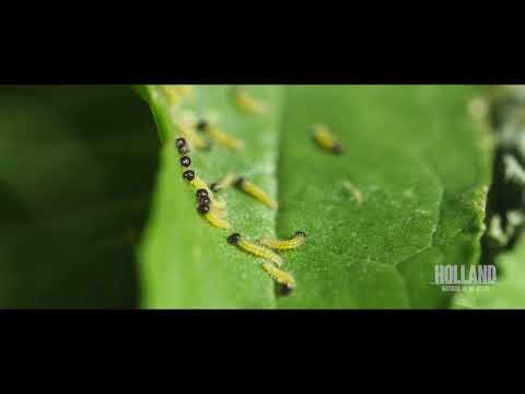 Video: Verschil Tussen Levenscyclus Van Vlinder En Kakkerlak
