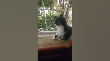Tuxedo Cat Likes Spend Time in Window #cat #cats