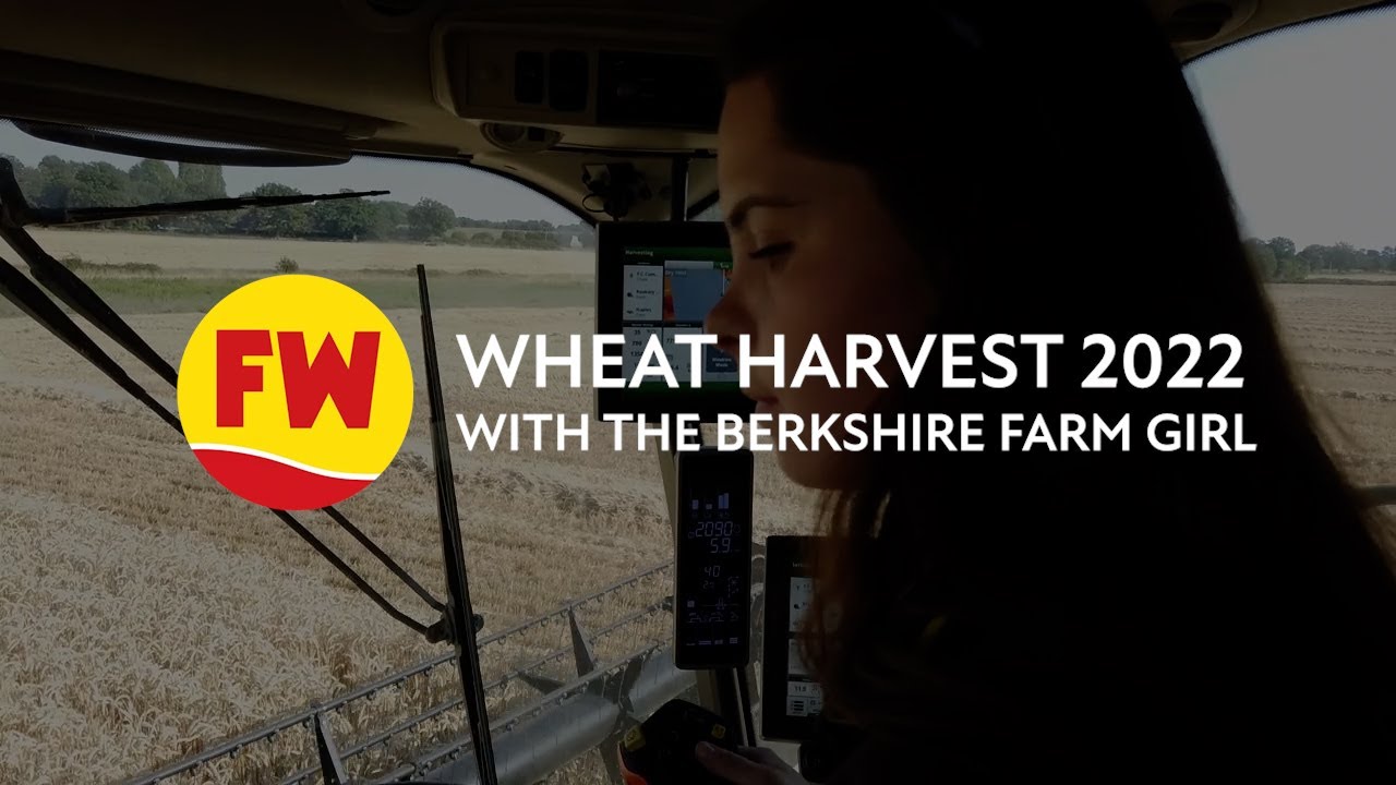 Berkshire Farm Girl brings in the wheat harvest