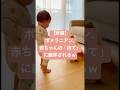 【悲報】ポメラニアン、赤ちゃんの「待て」に翻弄されるw The Boss Baby and the hungry cotton ball. 🧸💨