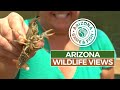 Episode 12 - 2018/2019 Arizona Wildlife Views Television