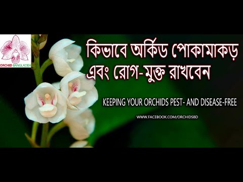 কিভাবে অর্কিড পোকামাকড়এবং রোগ-মুক্ত রাখবেন Keeping Your Orchids Pest- and Disease-Free