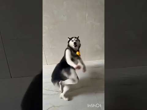 2019 TIK TOK VIDEO PART 1 Shortvideo Shorts 