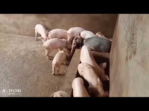 Vidéo: Le Guide Pour Posséder Un Cochon Ventru