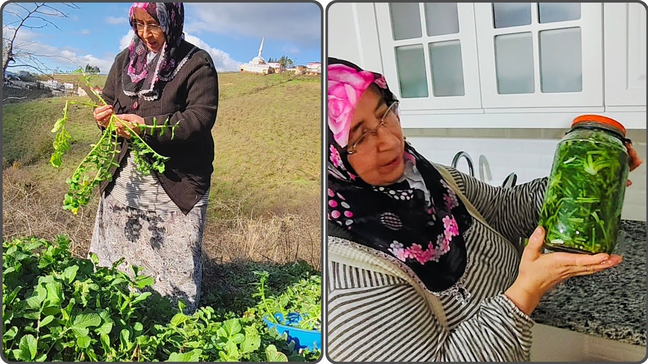 🌞Güneşli Günde Doğadan Yabani Turp Otu ❄️🌿 | Doğal Turşu Yapımı
