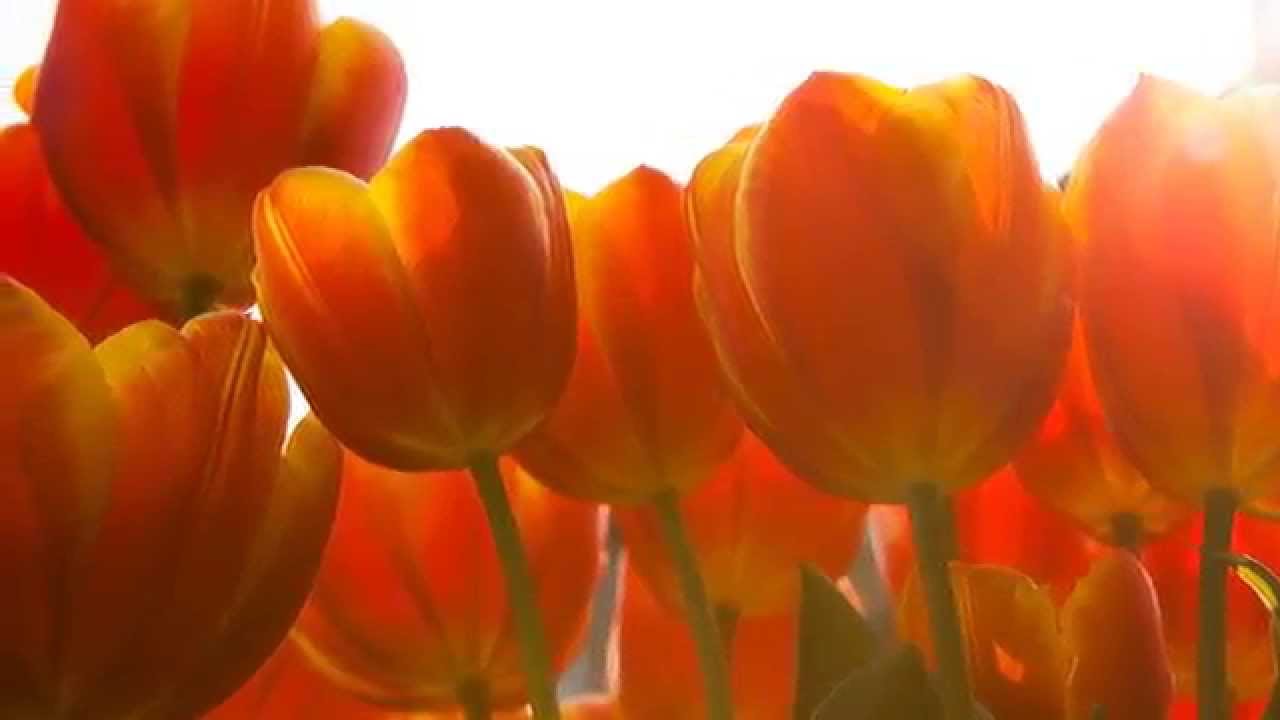 CD Liora Meira Mantrazang soundclips