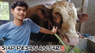 Sapi Kurban Jumbo & Ekonomis Ada || Siap Pesan antar, Nitip Sampai Hari H‼️