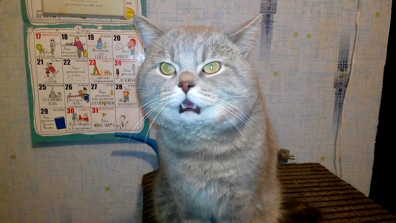 Говорящий кот МЭСИ. Говорящие коты мама. Обыкновенный говорящий кот Мяун. Говорящий кот Хуан.