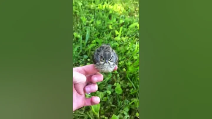 Baby bird garden 0289